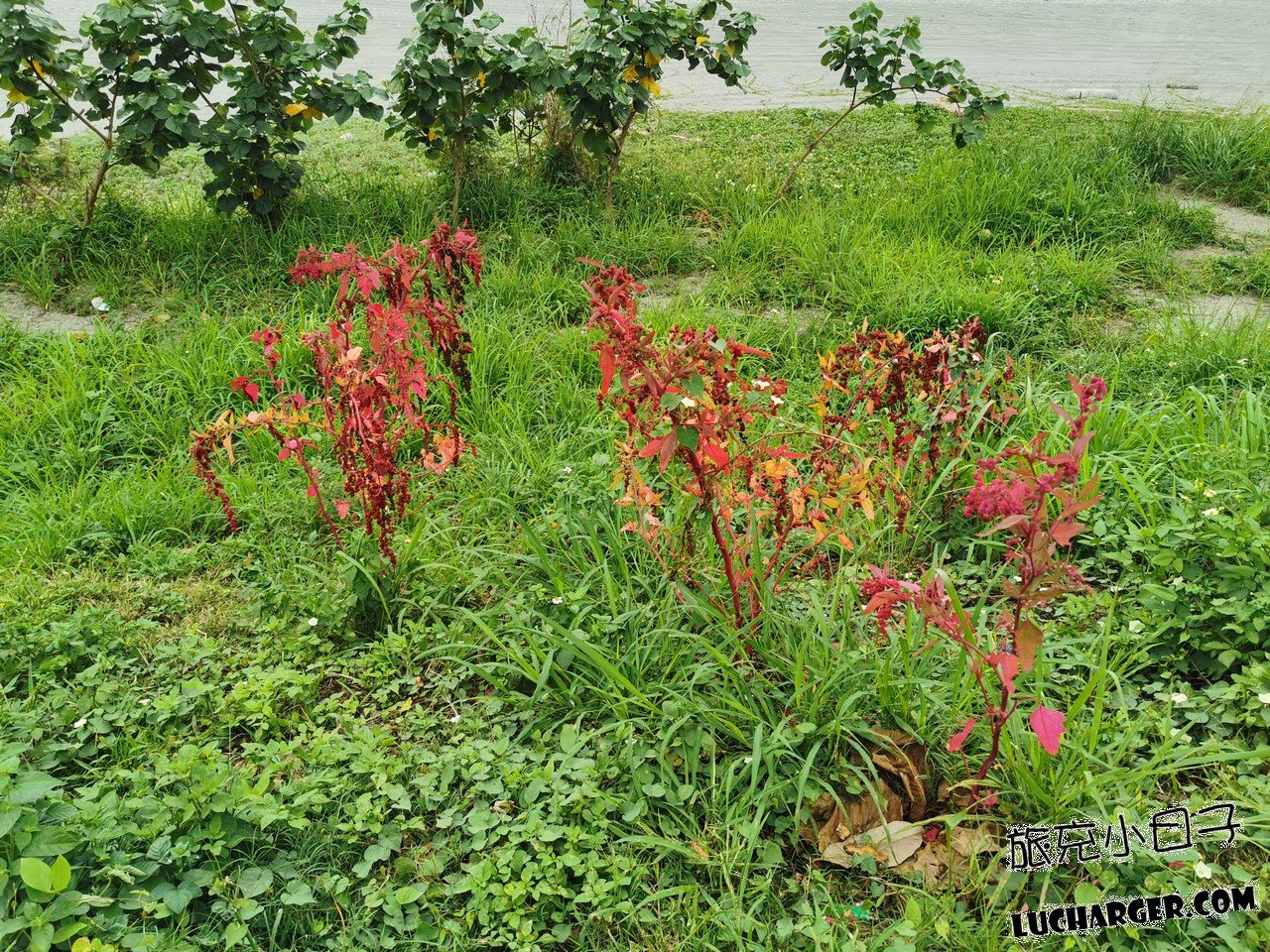 華源海灣附近攤販水果與紅藜農產