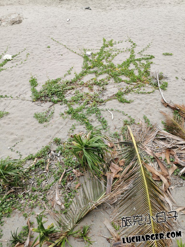 杉原海岸沙灘與貝殼碎片提醒