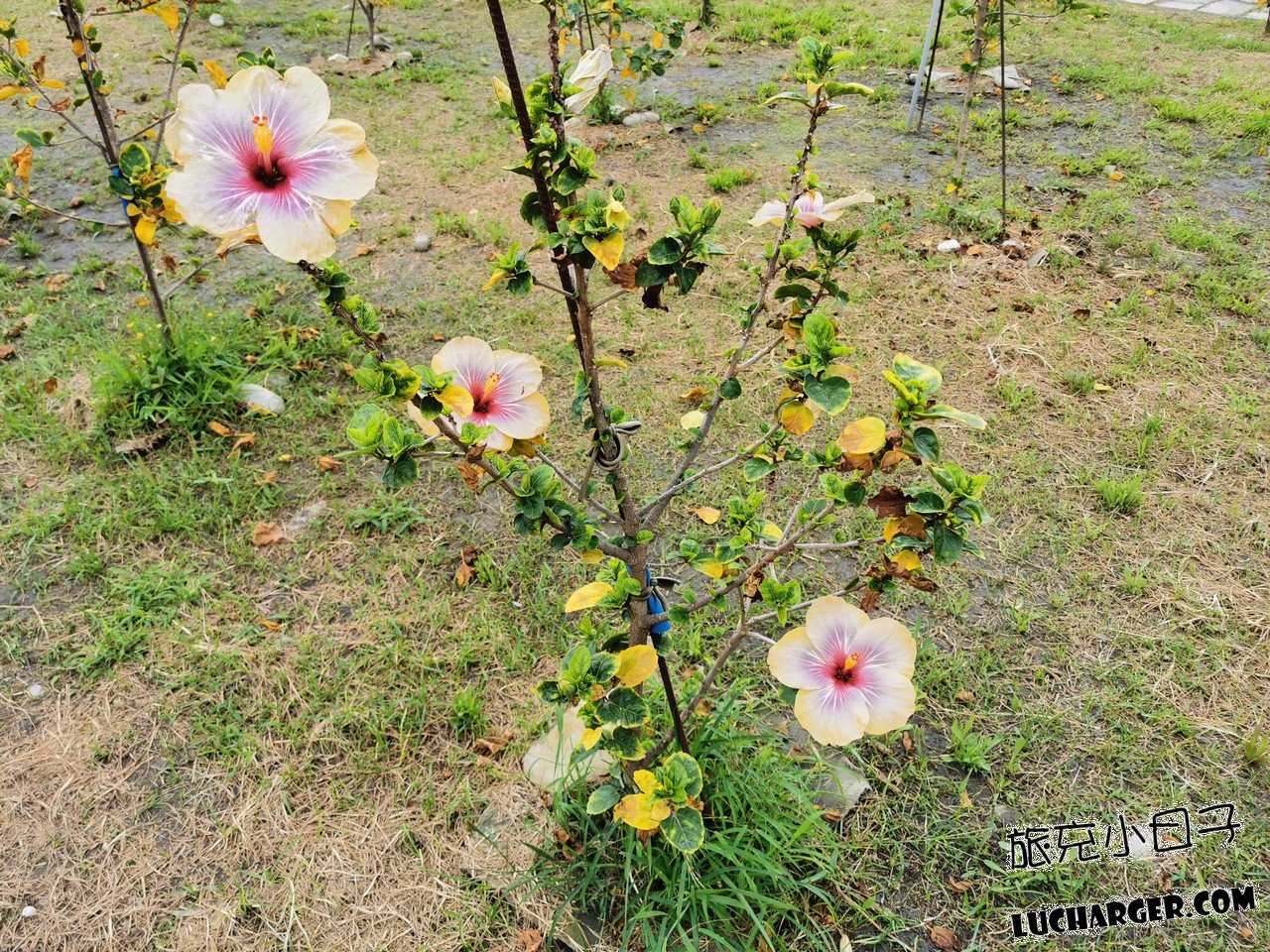 臺東森林公園園區湖景與綠意