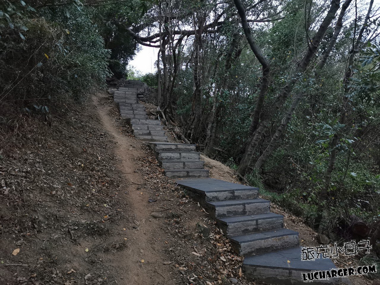 鯉魚山公園公園小徑與樹木景觀