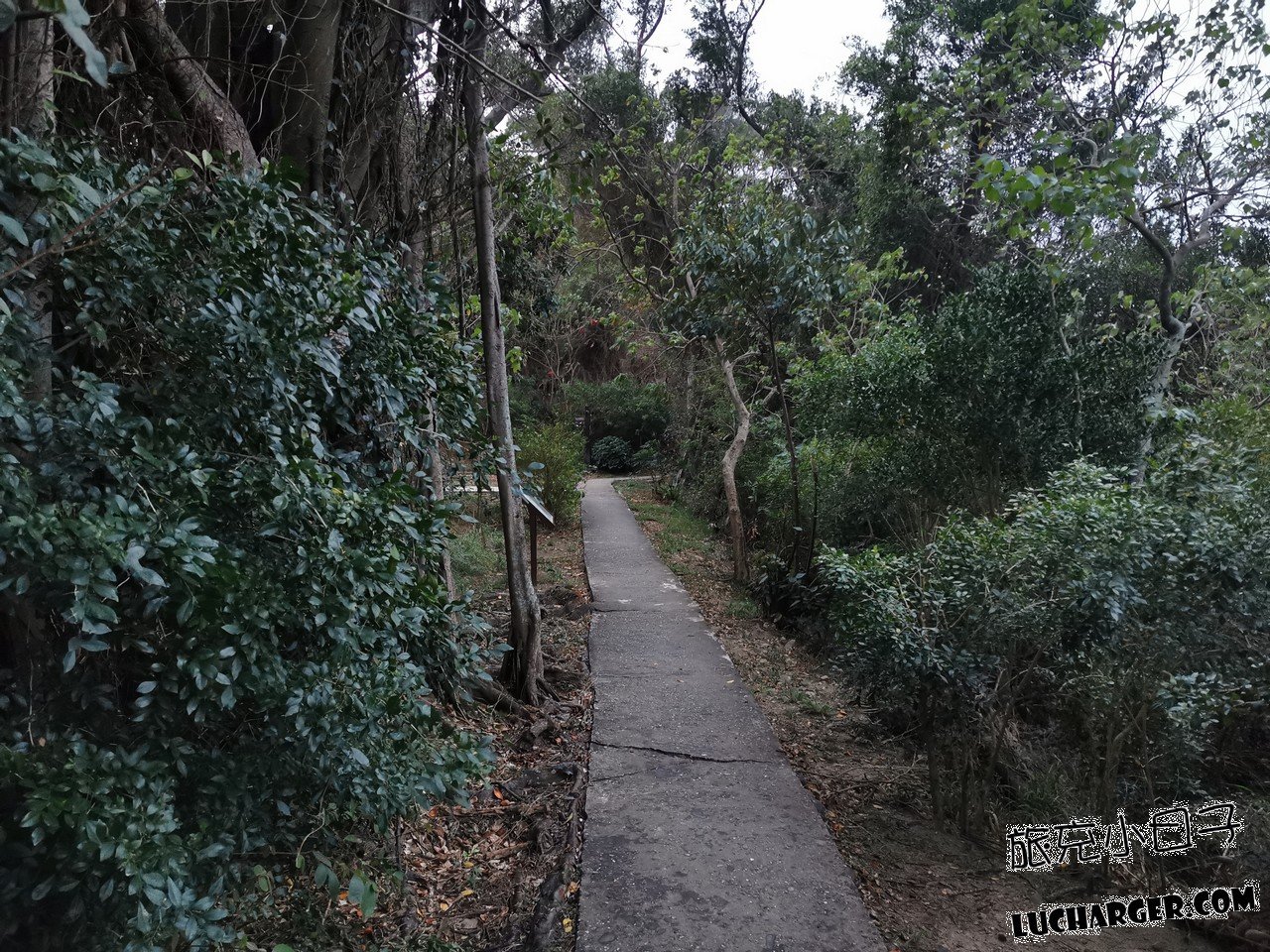 鯉魚山公園戶外步道與樹蔭