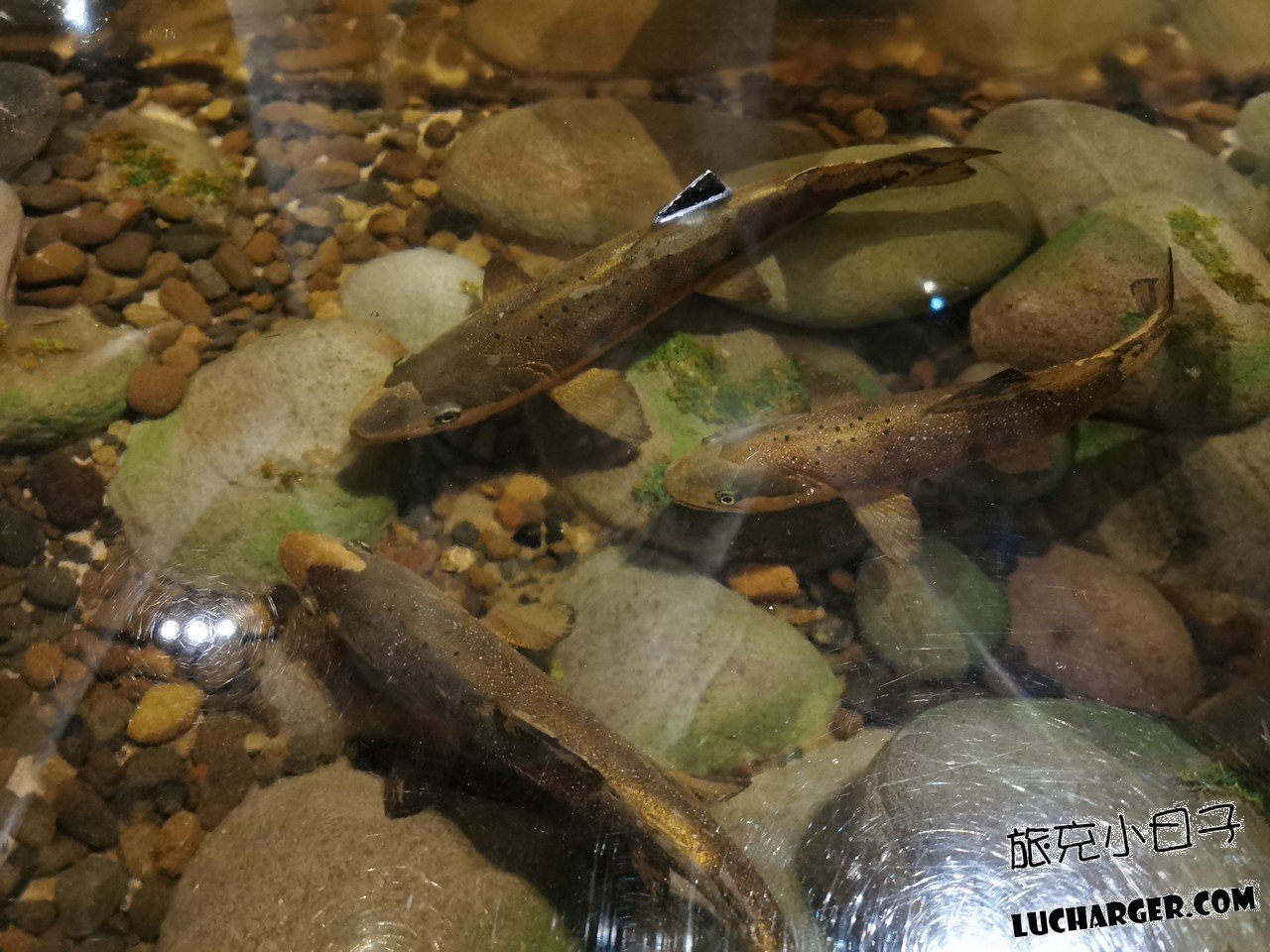 國立臺灣史前文化博物館魚類生態展示