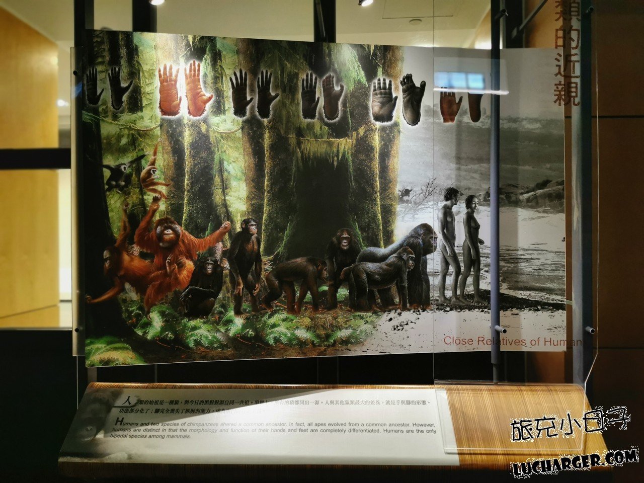 國立臺灣史前文化博物館人類近親演化展板