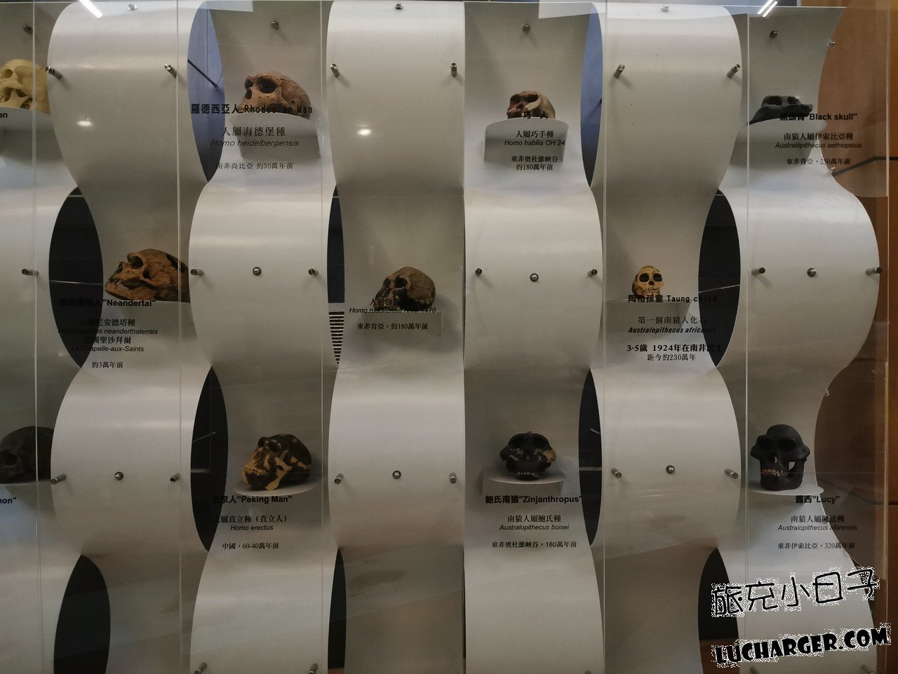 國立臺灣史前文化博物館古人類頭骨模型展示