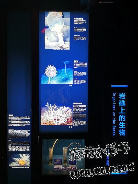 國立海洋科技博物館礁岩上的生物展示