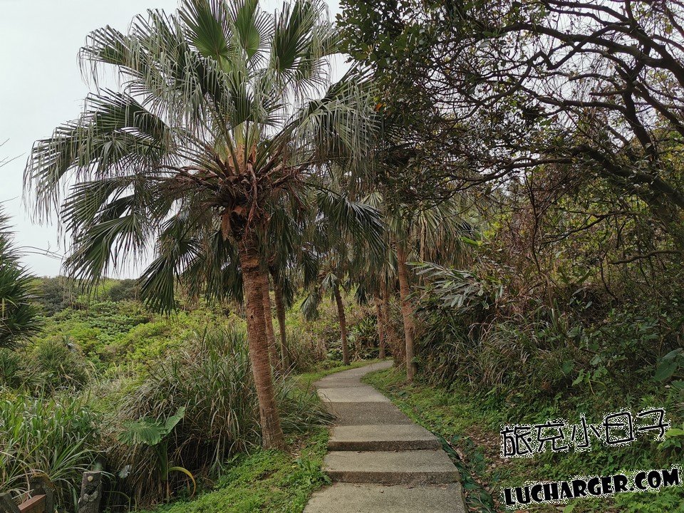 忘憂谷海濱植物與步道周邊自然環境